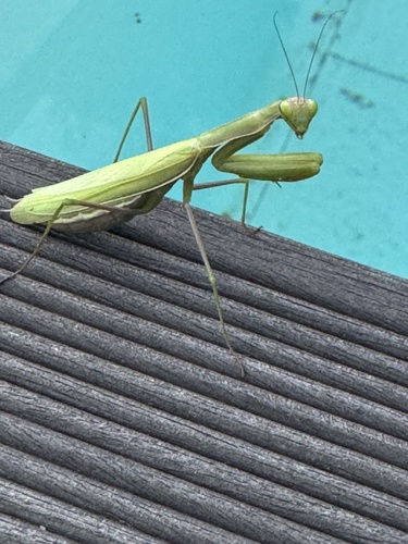 European Mantis
