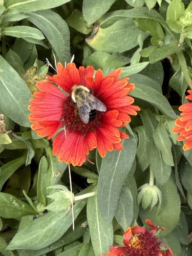 Common Eastern Bumble Bee