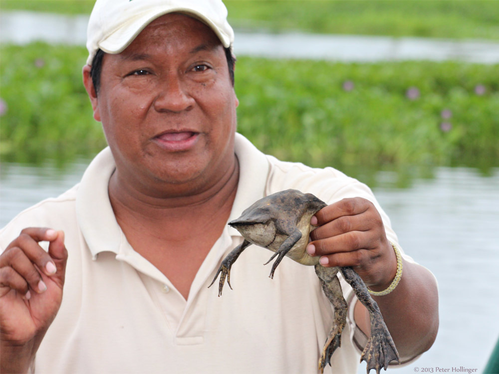 Suriname toad from amazonian peru on february 20 2013 at 09 52 am by
