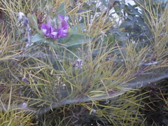 Cyrtophora citricola