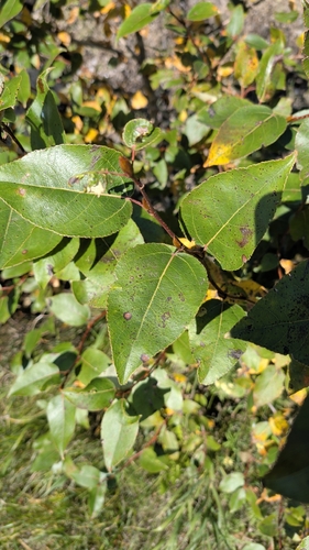 Populus balsamifera, photograph 5