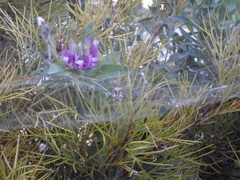 Cyrtophora citricola