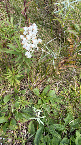 pearly everlasting