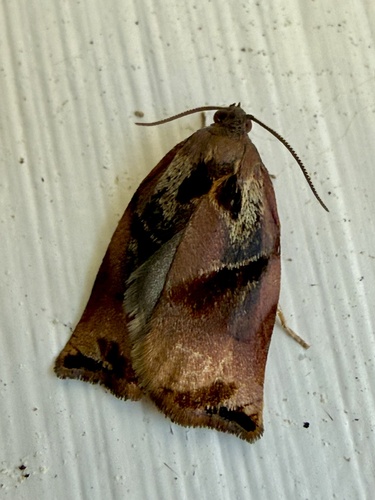 Large Fruit-tree Tortrix