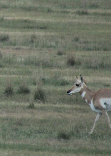 Pronghorn
