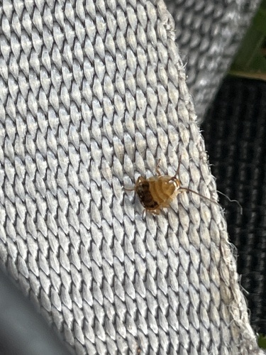 Dusky Cockroach