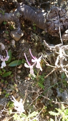 Orchis anatolica