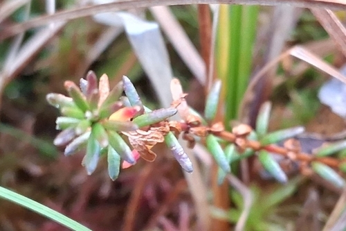black crowberry