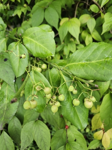 fortune's spindle