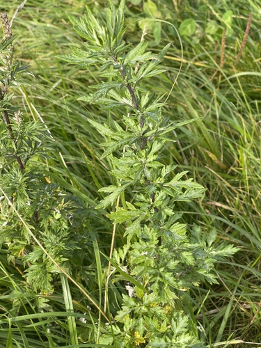 common mugwort