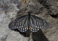 Papilio epycides