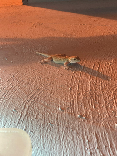 Moorish Gecko