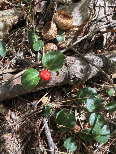 partridgeberry