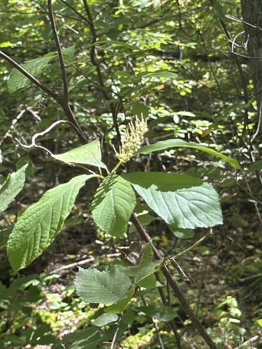 Sweet Pepperbush
