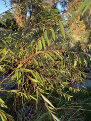 Salix mucronata