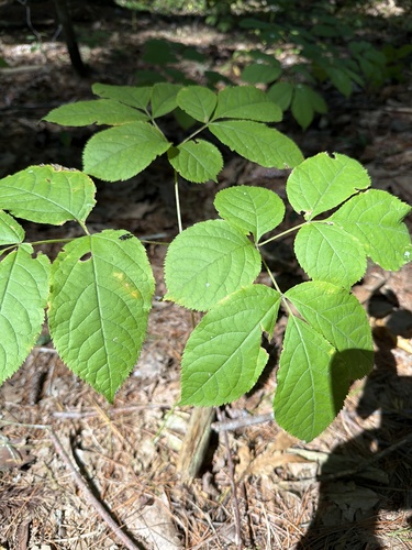 wild sarsaparilla