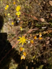 Petrosedum amplexicaule