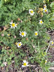 Tripleurospermum maritimum, photograph (c) Chris Webb, some rights reserved (CC BY)