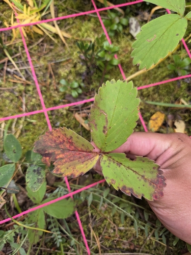 Virginia strawberry