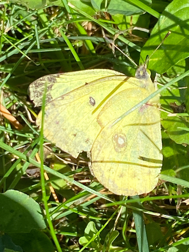 Clouded Sulphur