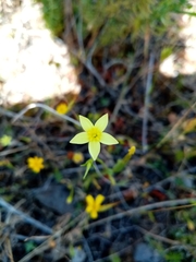 Centaurium maritimum