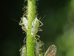 Macrosiphum gei