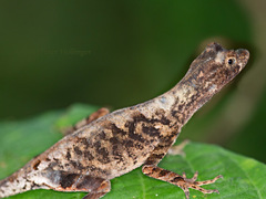 Anolis trachyderma