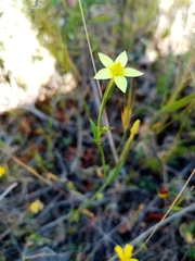 Centaurium maritimum