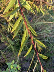 Salix mucronata