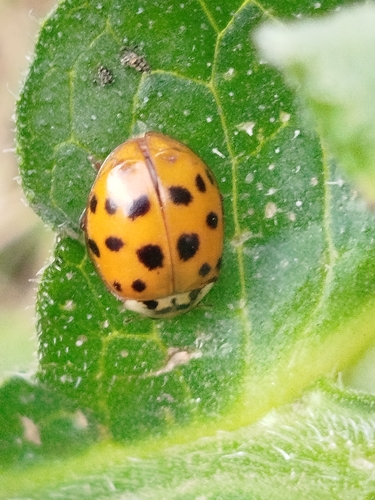 Asian Lady Beetle