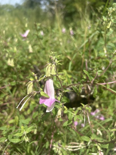 False Foxglove