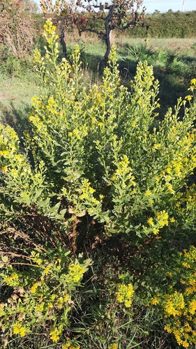 false yellowhead