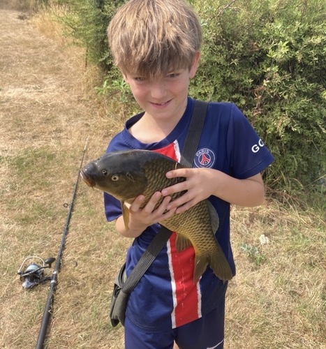 European Carp