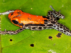 Ranitomeya reticulata