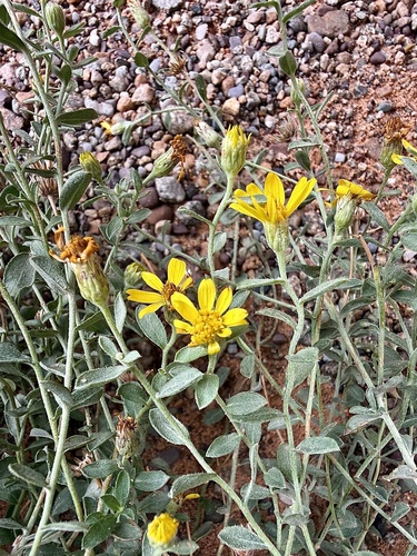 Heterotheca zionensis, photograph 1