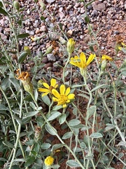 Heterotheca zionensis