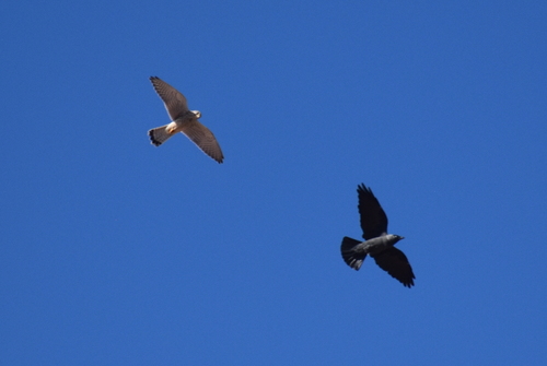 Eurasian Kestrel