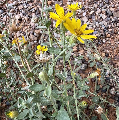 Heterotheca zionensis, photograph 2