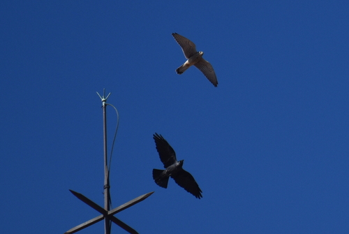 Eurasian Jackdaw
