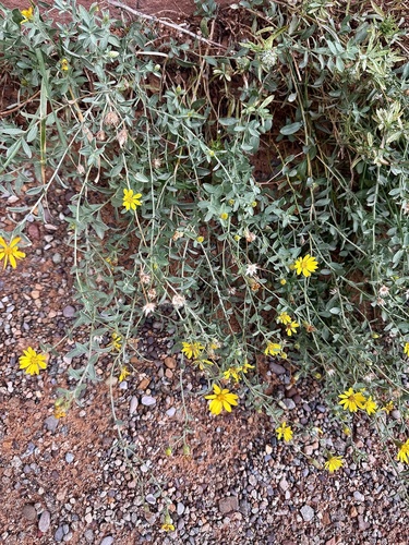Heterotheca zionensis, photograph 3