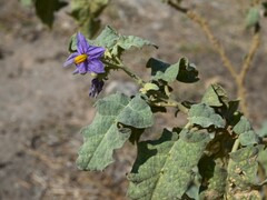 Sodom Apple (Solanum incanum)