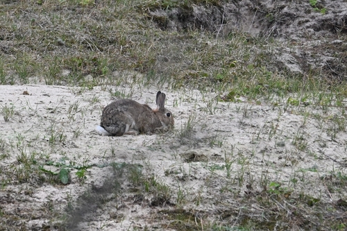 European Rabbit