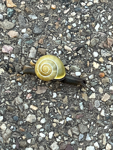 Brown-lipped Snail