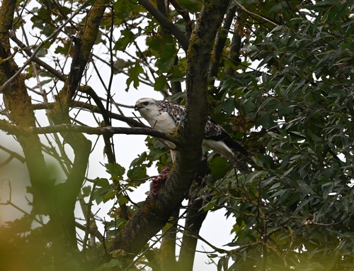 Common Buzzard