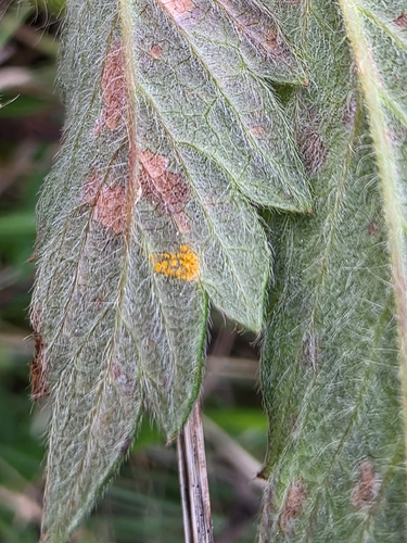 Agrimony Rust
