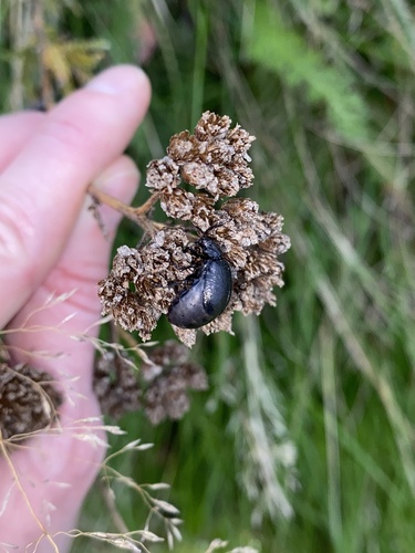 black-punctured leaf beetle