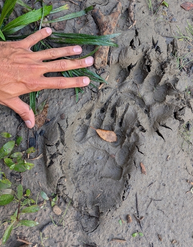 American Black Bear