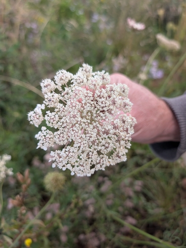 wild carrot