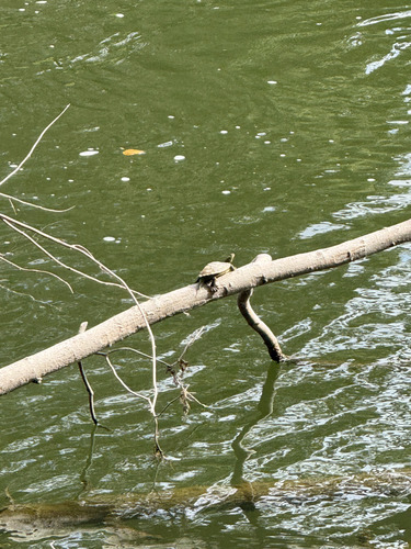 Northern Map Turtle
