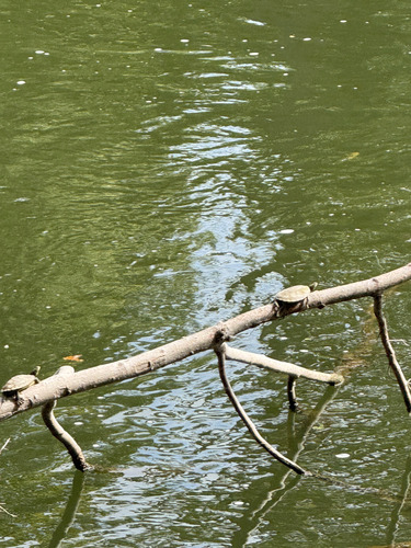Northern Map Turtle